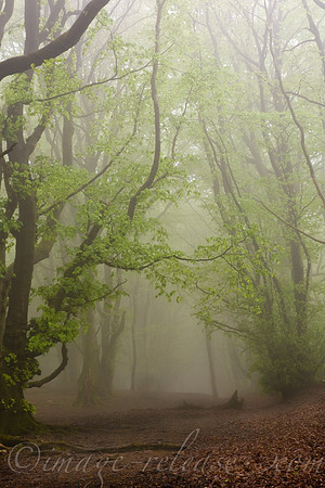 Trees Talking