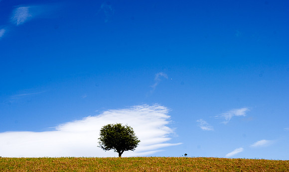 Trees Talking