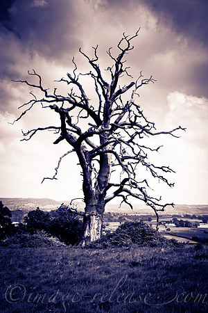 Trees Talking