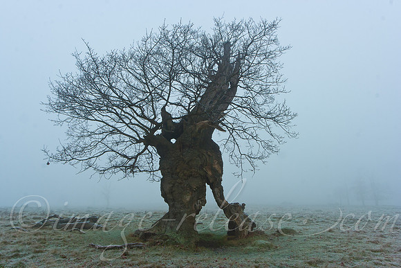 Trees Talking