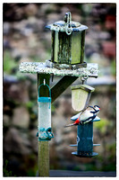 1305_Woodpecker_024-Edit-Edit