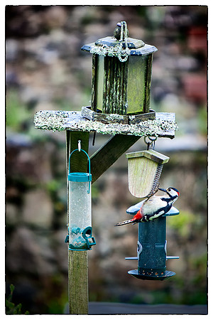 1305_Woodpecker_024-Edit-Edit