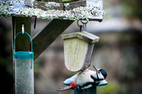 1305_Woodpecker_020-Edit-Edit