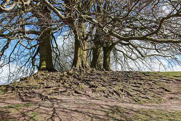 Trees Talking
