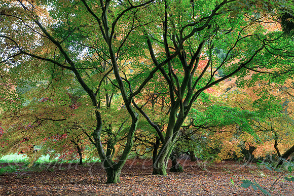 Trees Talking