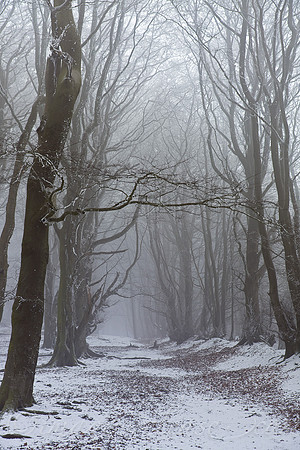 Trees Talking