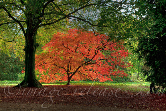 Trees Talking