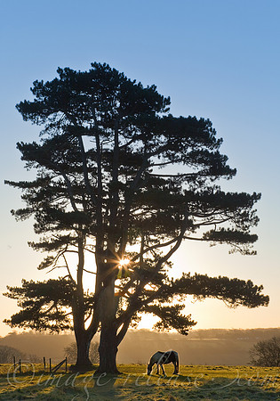 Trees Talking