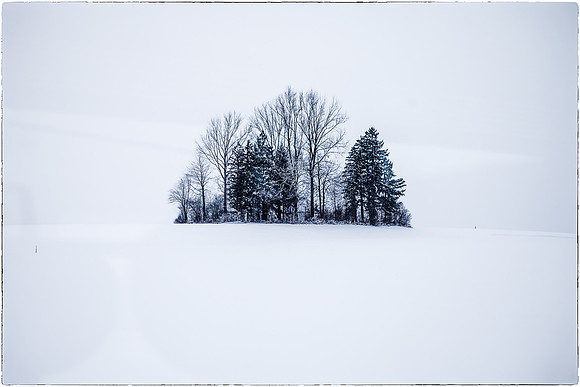 Trees Talking