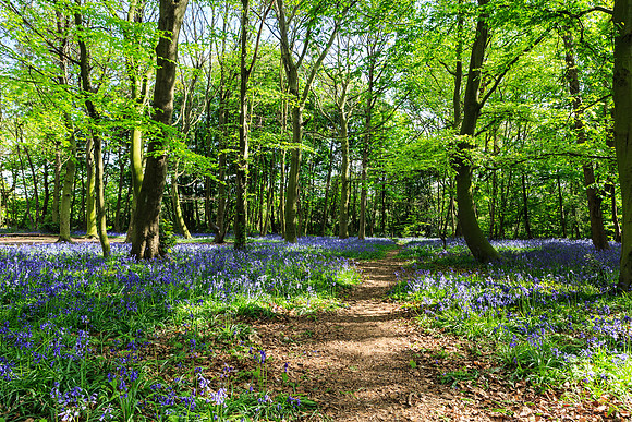 Forest Gate