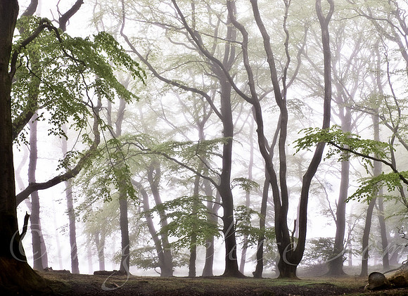 Trees Talking