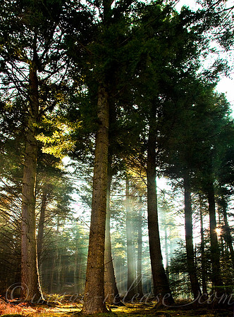 Trees Talking