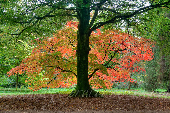 Trees Talking
