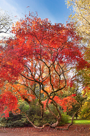 Trees Talking