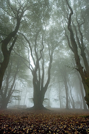 Trees Talking