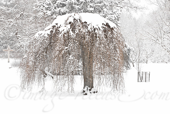 Trees Talking