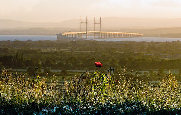 Severn Poppy 1