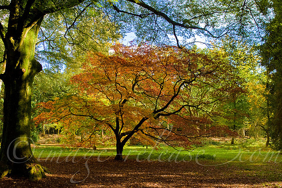 Trees Talking