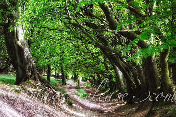 Quantock Hills