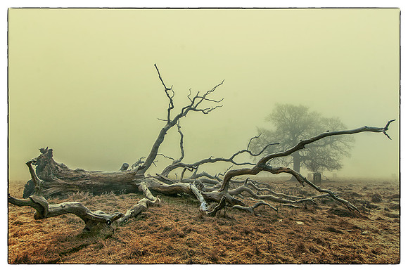 Trees Talking