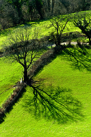 Trees Talking