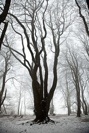 Trees Talking