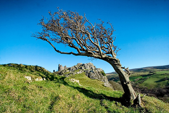 Trees Talking