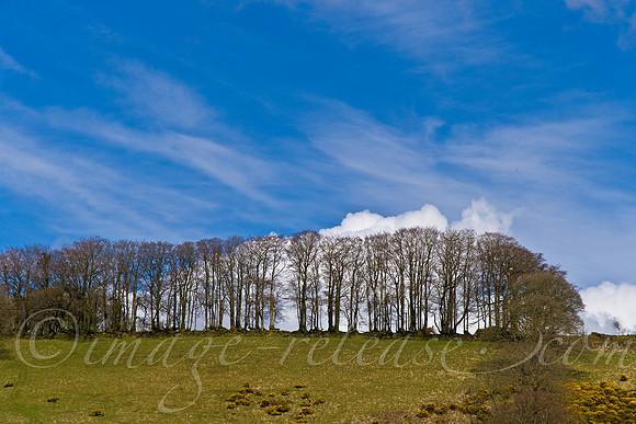 Trees Talking