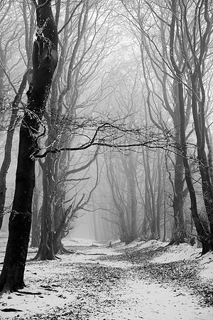 Trees Talking