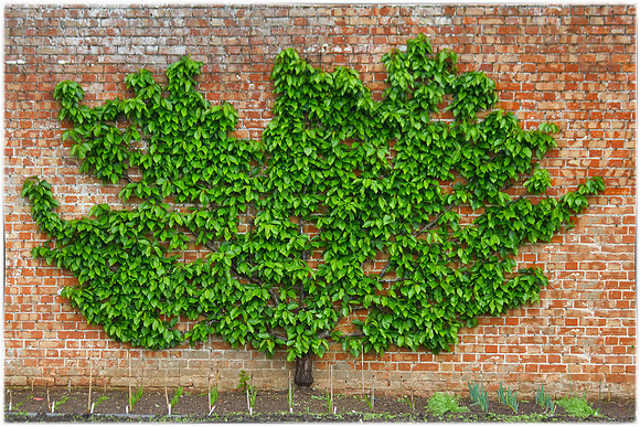 Trees Talking