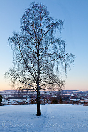 Trees Talking