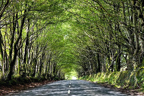 Trees Talking