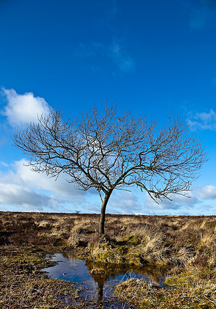 Trees Talking