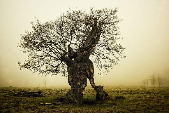 Trees Talking