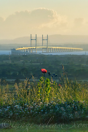 Severn Poppy 2
