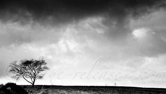 Trees Talking