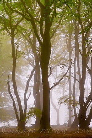 Trees Talking