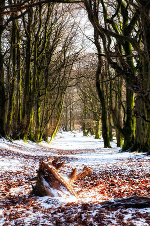 Trees Talking