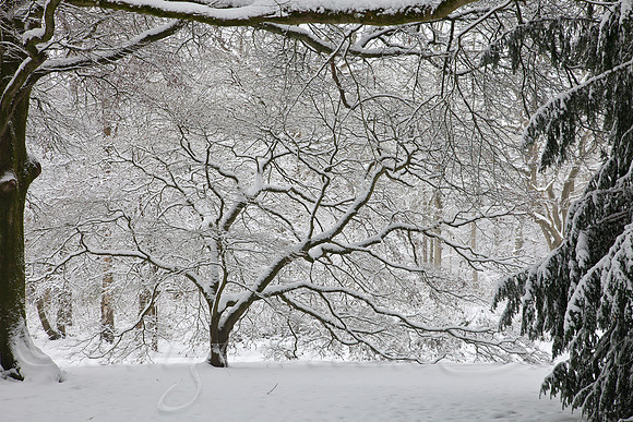 Trees Talking