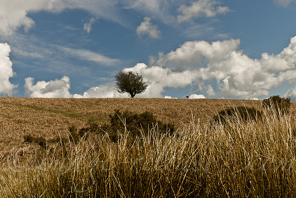 Trees Talking
